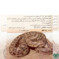 گونه کور مار تارتاری Tatar Sand Boa